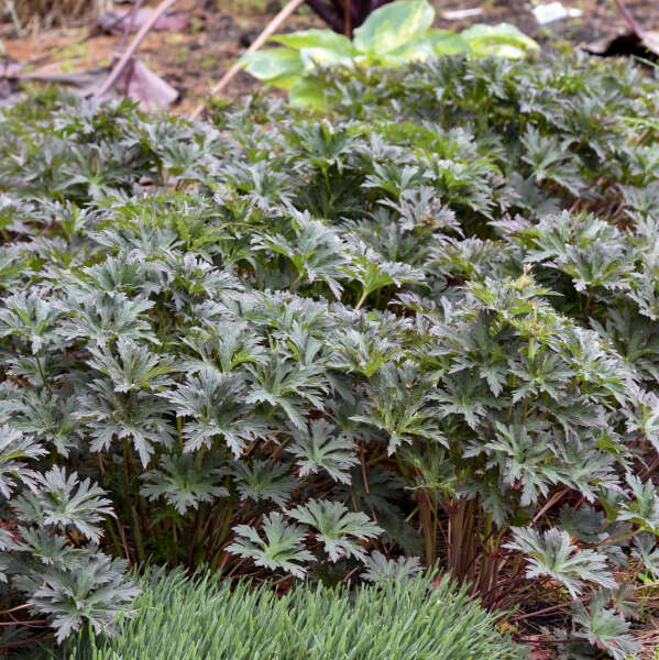 Boom Chocolatta Geranium | Geranium pratense - Image 3