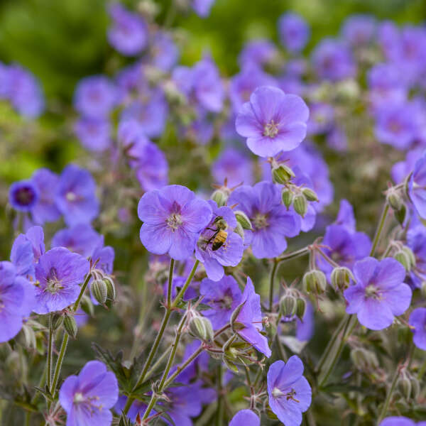 Boom Chocolatta Geranium | Geranium pratense - Image 4