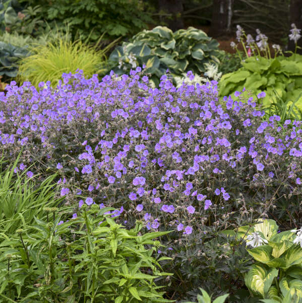 Boom Chocolatta Geranium | Geranium pratense - Image 5