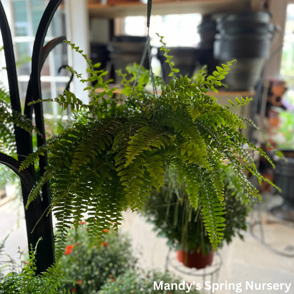 Boston Fern | Nephrolepis exaltata - Image 3