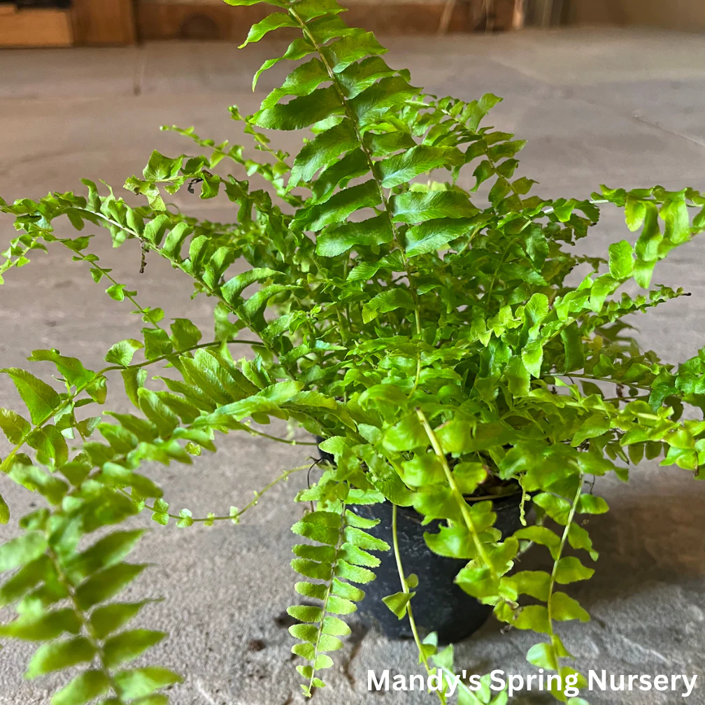 Boston Fern | Nephrolepis exaltata - Image 4