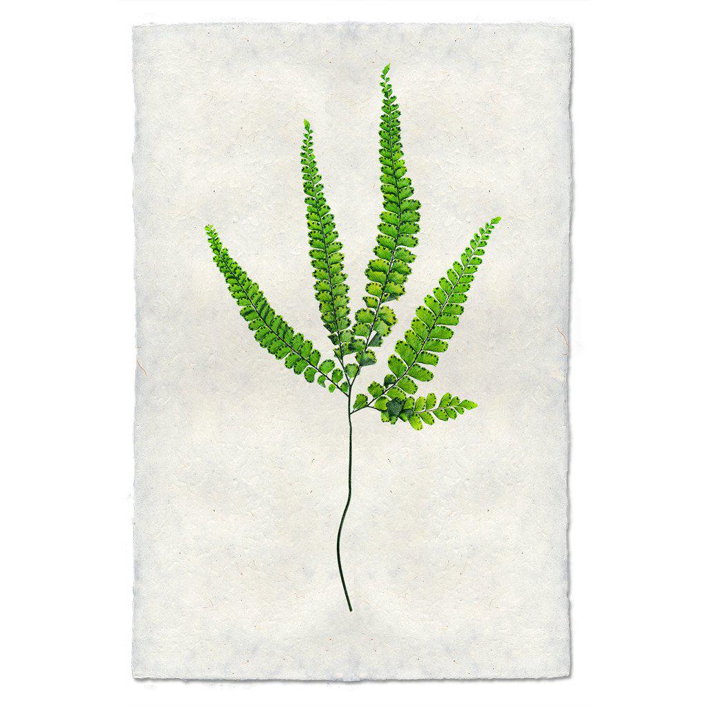 Botanical Framed Prints - Barloga Studios - Image 3