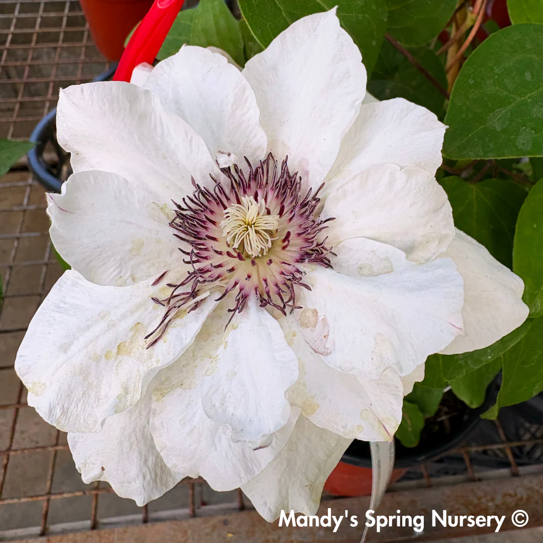 Boulevard® Ninon Clematis - Image 3