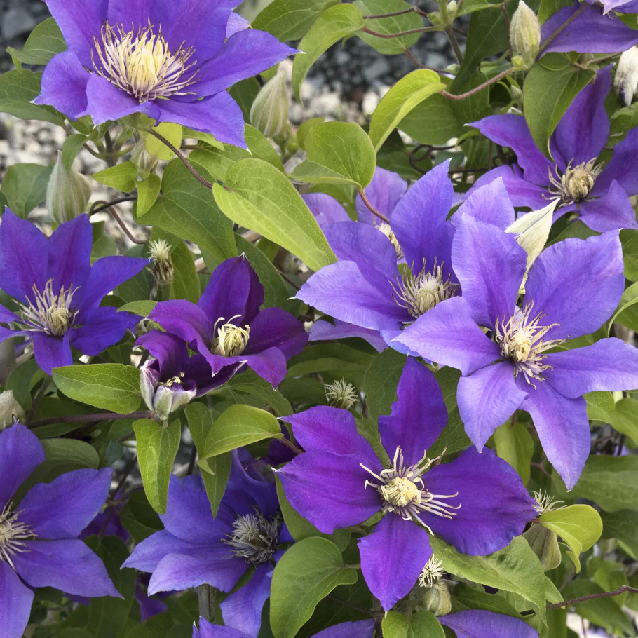 Boulevard® Olympia™ Clematis - Image 3