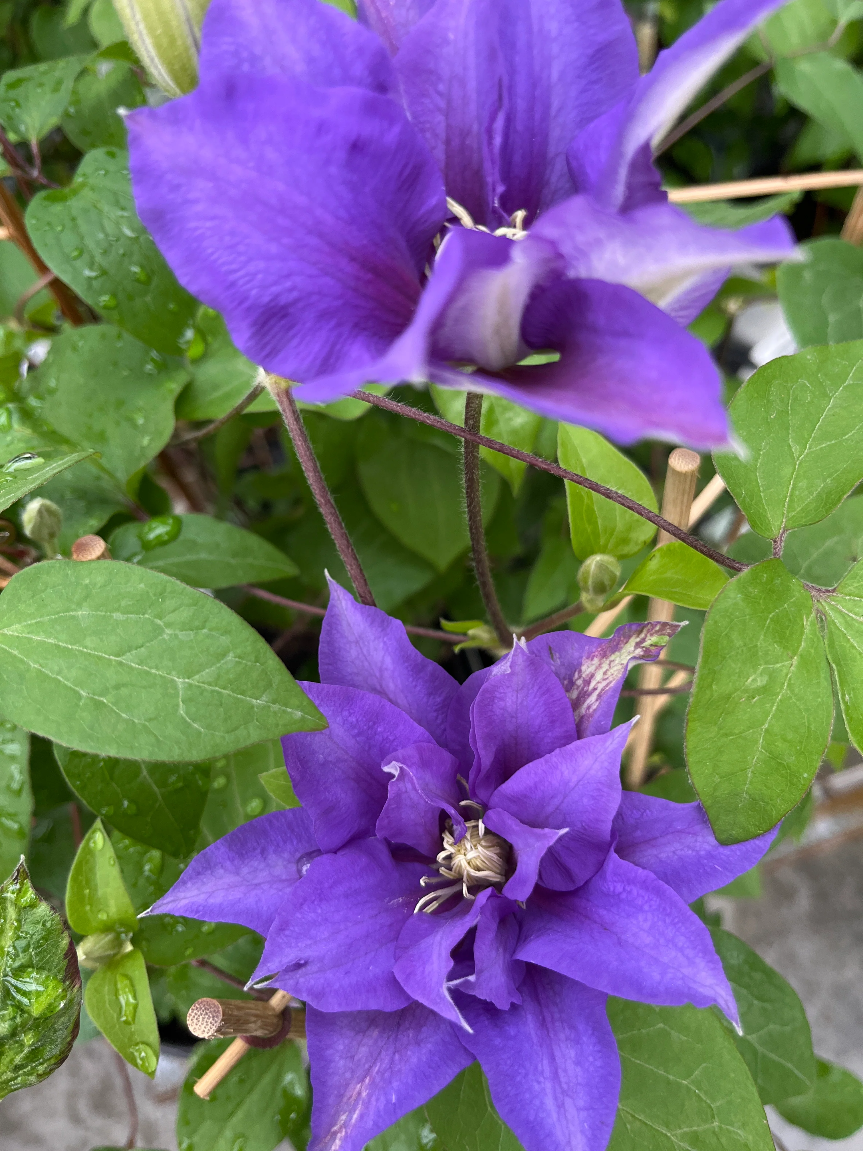 Boulevard® Olympia™ Clematis - Image 4