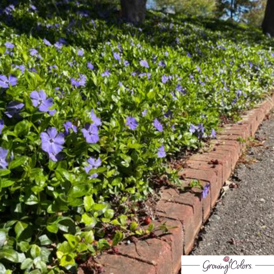 'Bowles' Common Periwinkle | Vinca minor 'Bowles' - Image 2