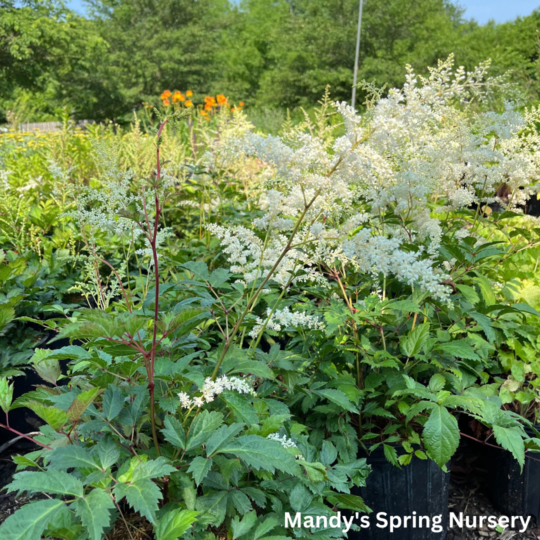 Bridal Veil Astilbe | Astilbe arendsii - Image 2