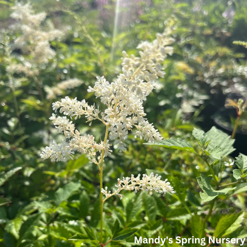 Bridal Veil Astilbe | Astilbe arendsii - Image 3