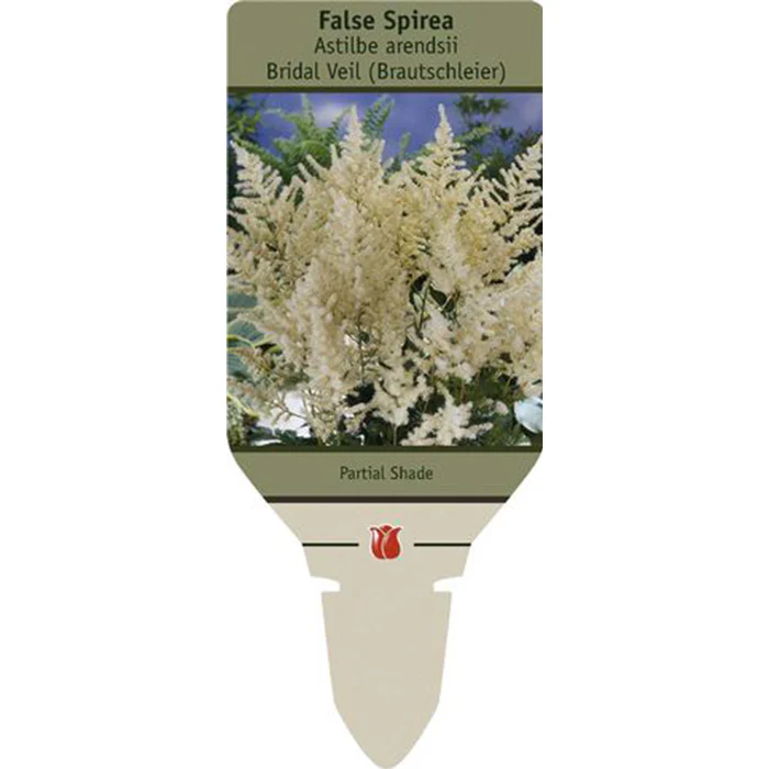 Bridal Veil Astilbe | Astilbe arendsii - Image 4