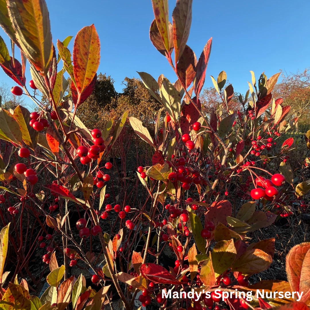 Brilliant Red Chokeberry | Aronia arbutifolia - Image 3