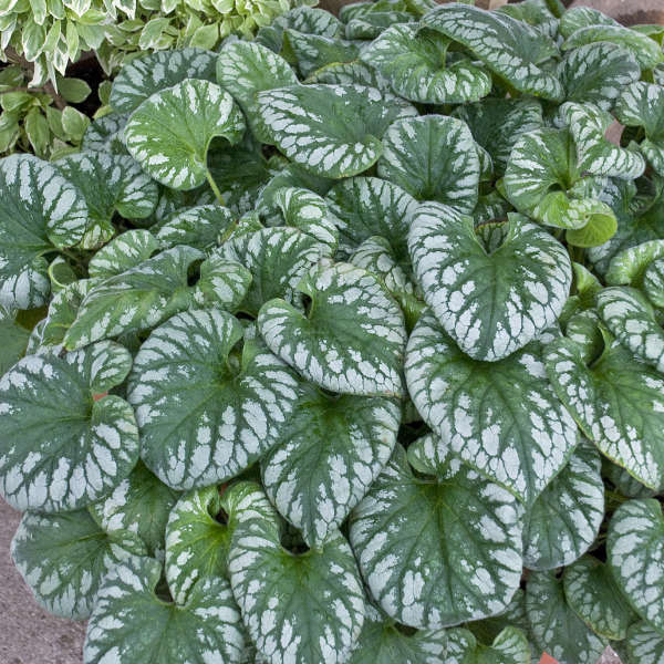 'Emerald Mist' Heartleaf Brunnera | Brunnera macrophylla - Image 2