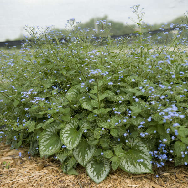 'Emerald Mist' Heartleaf Brunnera | Brunnera macrophylla - Image 3