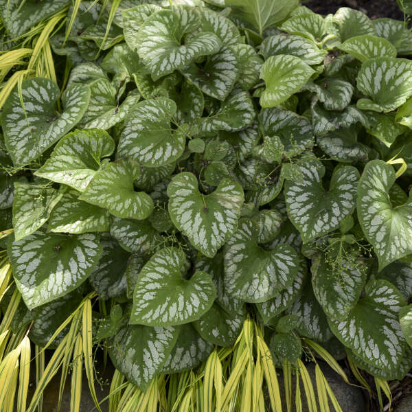 'Emerald Mist' Heartleaf Brunnera | Brunnera macrophylla - Image 4