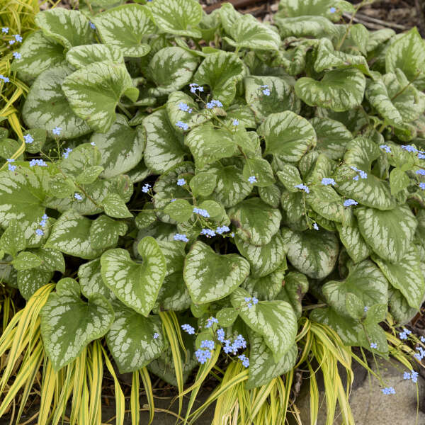 'Emerald Mist' Heartleaf Brunnera | Brunnera macrophylla - Image 5