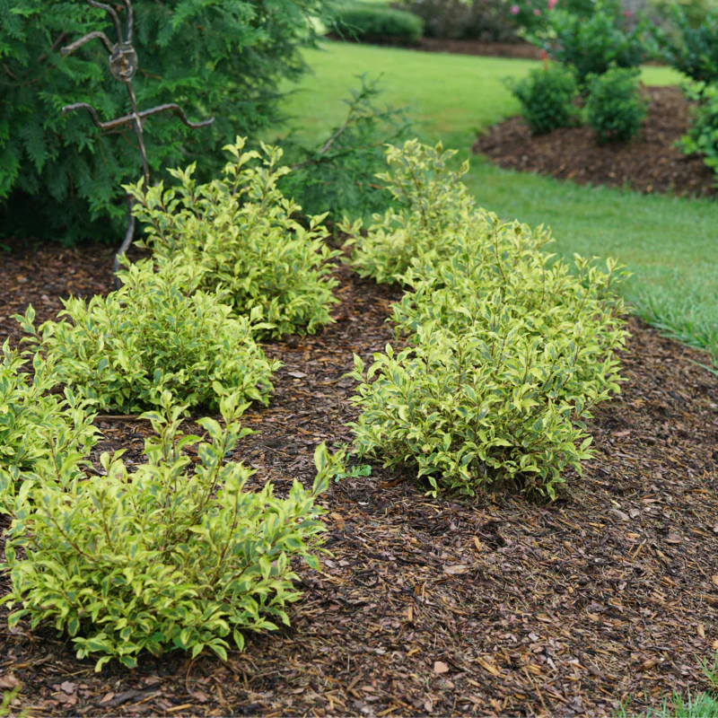 Bubbly Wine® Weigela | Weigela florida - Image 3