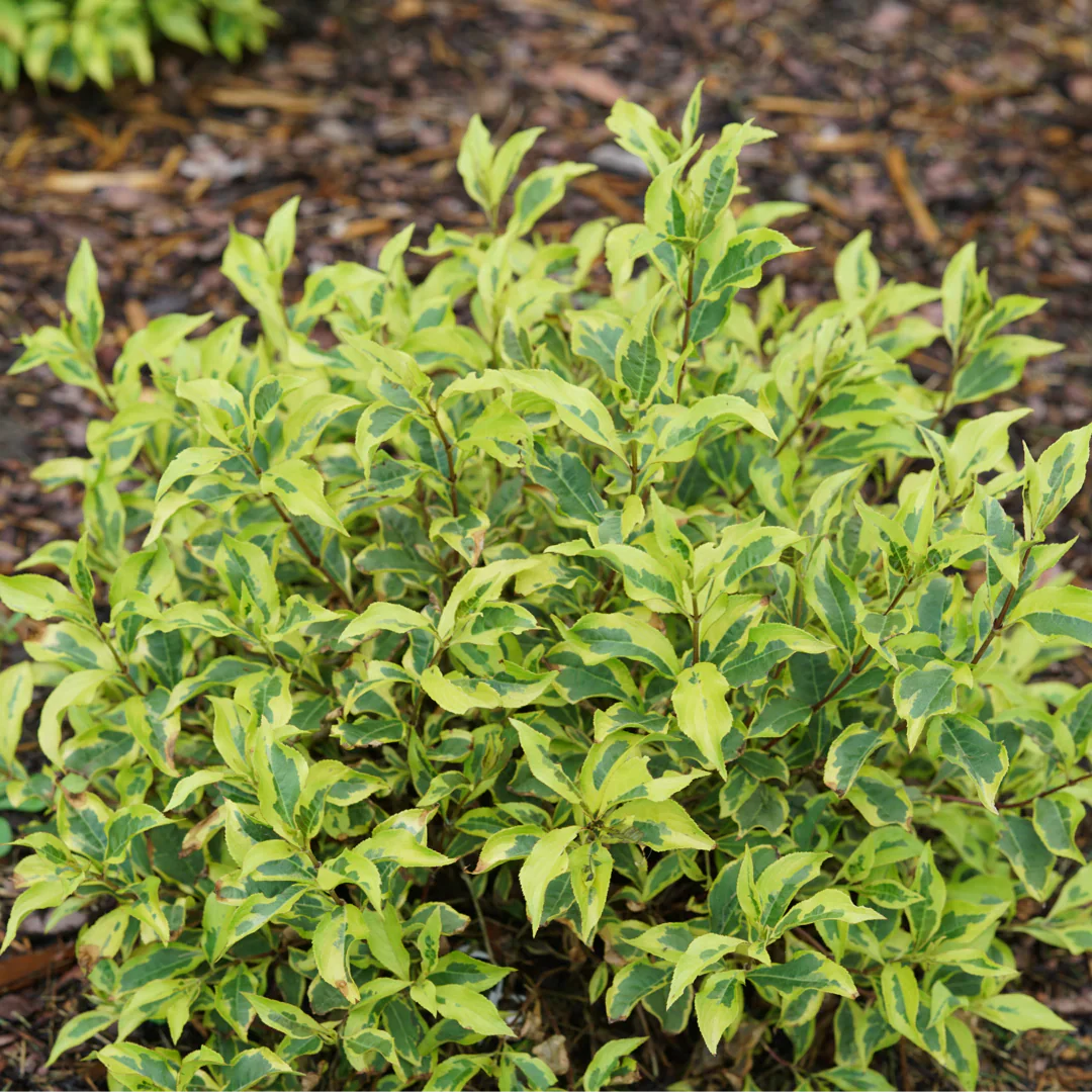 Bubbly Wine® Weigela | Weigela florida - Image 4