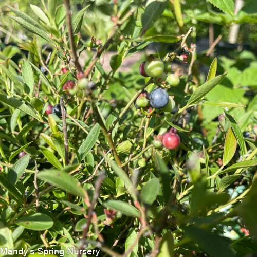 Burgundy Wild Lowbush Blueberry | Vaccinium angustifolium - Image 2