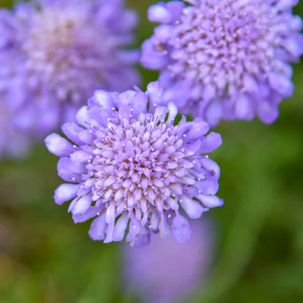 Butterfly Blue Pincushion | Scabiosa columbaria - Image 2