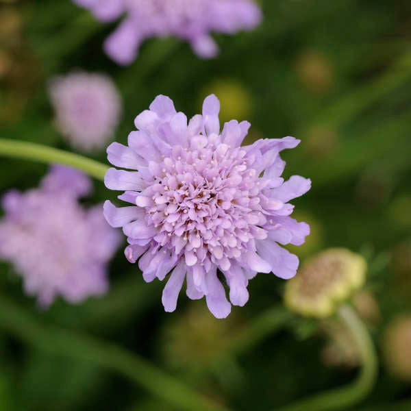 Butterfly Blue Pincushion | Scabiosa columbaria - Image 3