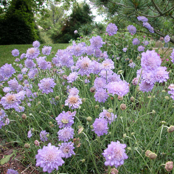 Butterfly Blue Pincushion | Scabiosa columbaria - Image 4