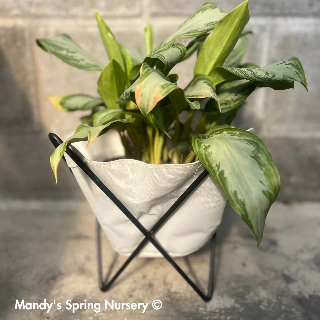 Butterfly Sling Planter - Image 2