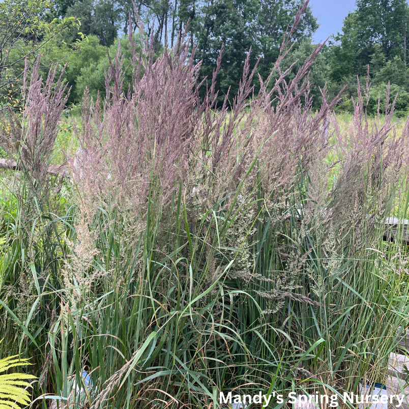 Karl Foerster Grass | Calamagrostis - Image 2