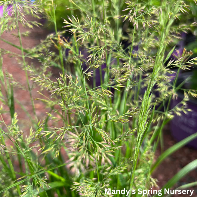 Karl Foerster Grass | Calamagrostis - Image 3