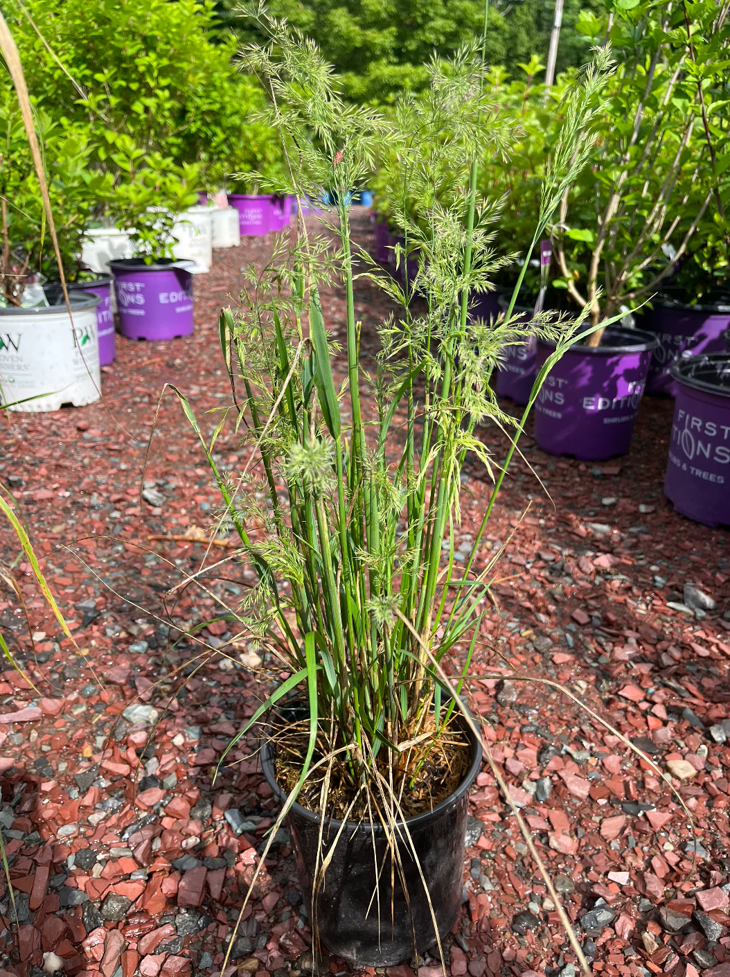 Karl Foerster Grass | Calamagrostis - Image 4