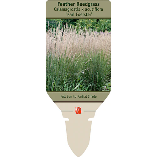 Karl Foerster Grass | Calamagrostis - Image 5