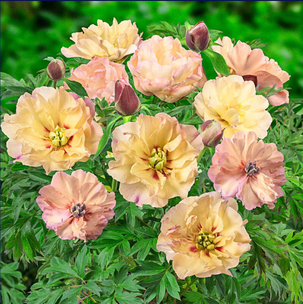Canary Brilliants Itoh Peony | Paeonia - Image 2