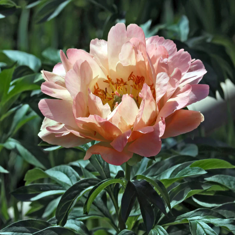 Canary Brilliants Itoh Peony | Paeonia - Image 3