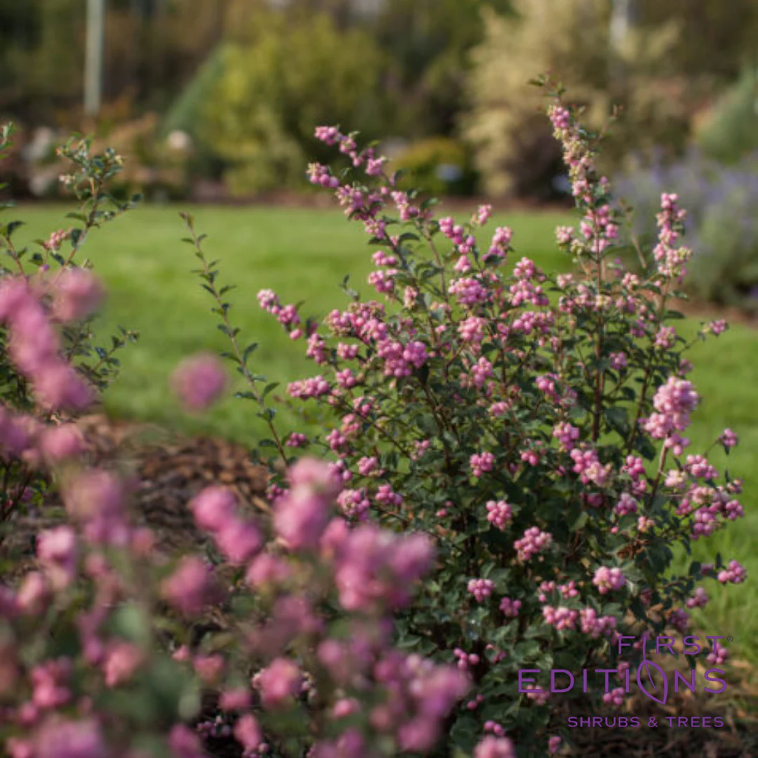 Candy Coralberry | Symphoricarpos x doorenbosii - Image 2