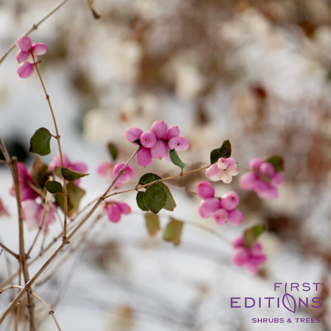 Candy Coralberry | Symphoricarpos x doorenbosii - Image 3
