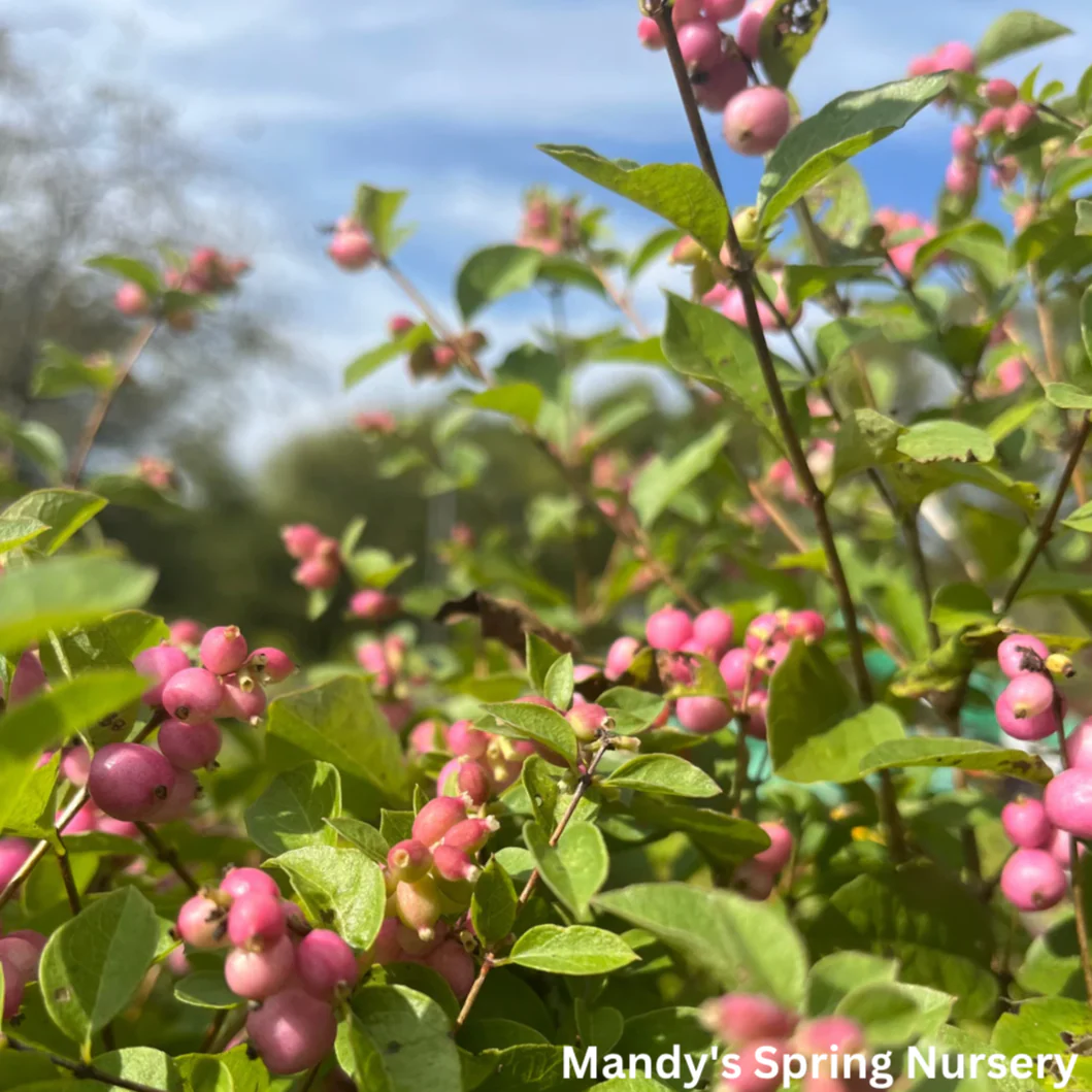 Candy Coralberry | Symphoricarpos x doorenbosii - Image 4