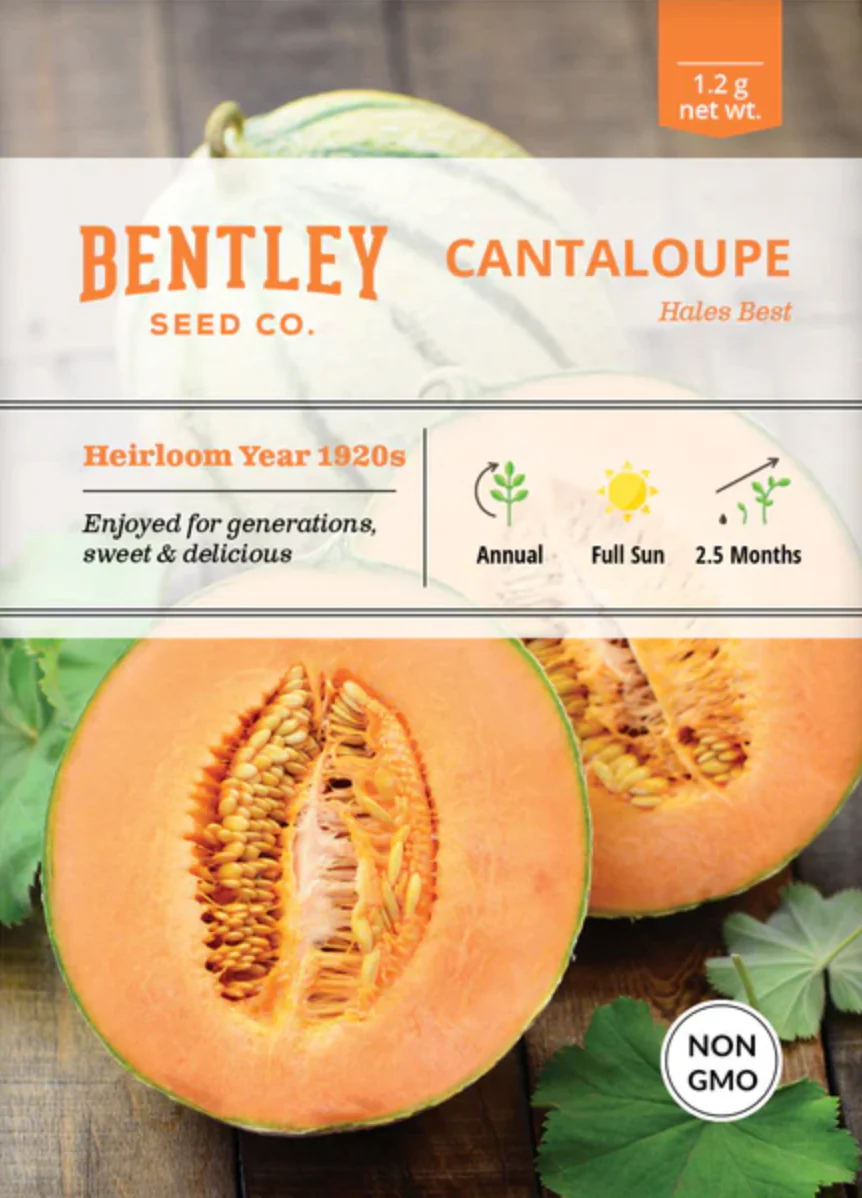 Cantaloupe 'Hales Best' - Fruit Seeds - Image 2