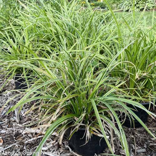 Ice Dance Sedge | Carex - Image 2