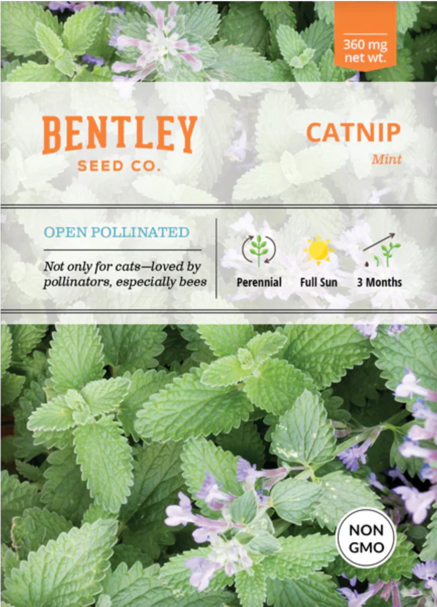 Catnip - Herb Seeds - Image 2
