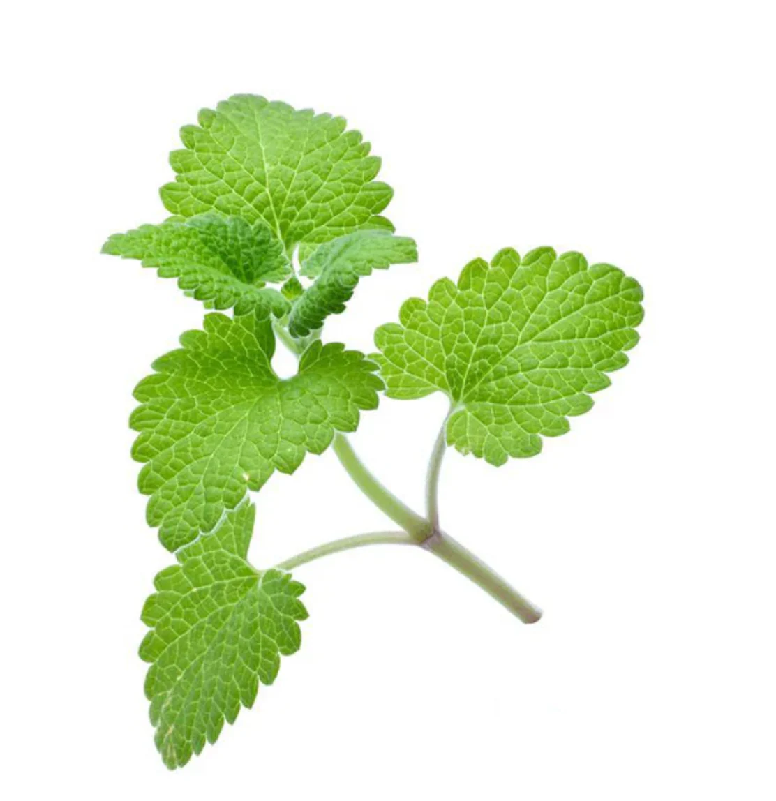 Catnip - Herb Seeds - Image 4