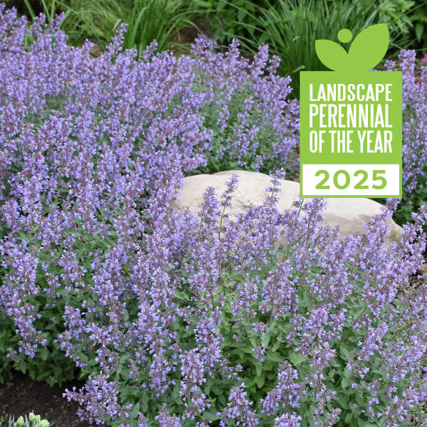 'Cat's Meow' Catmint | Nepeta faassenii - Image 2