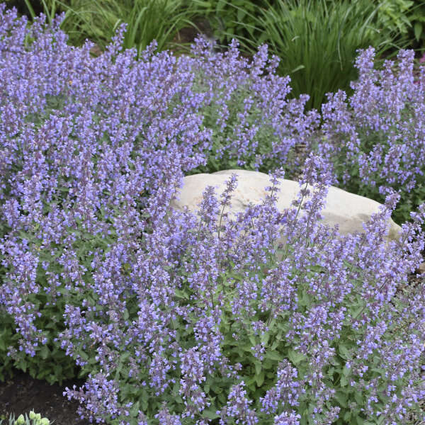 'Cat's Meow' Catmint | Nepeta faassenii - Image 3