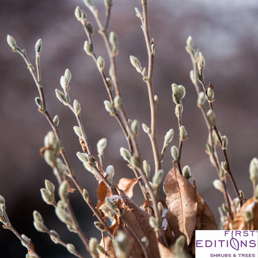 'Centennial Blush' Star Magnolia | Magnolia stellata - Image 4