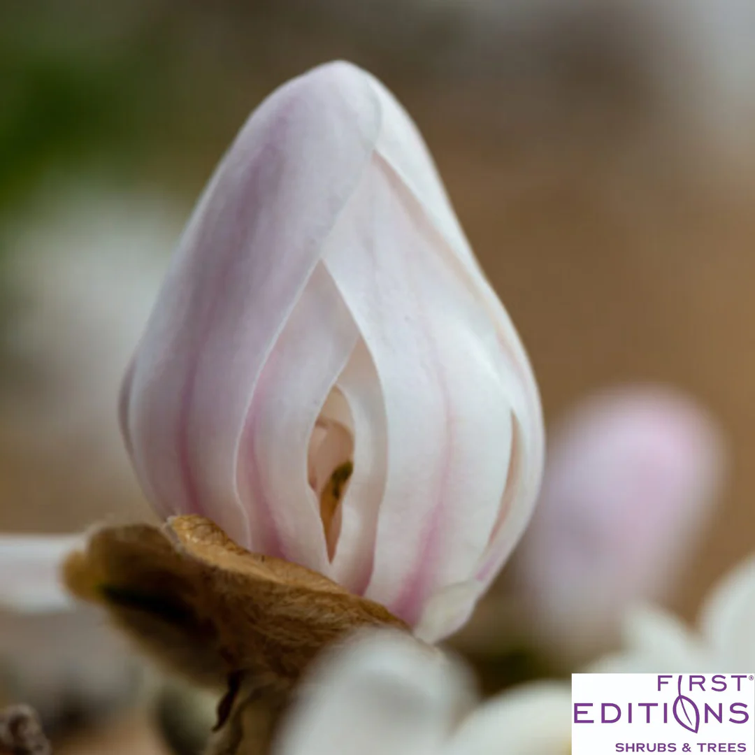 'Centennial Blush' Star Magnolia | Magnolia stellata - Image 5