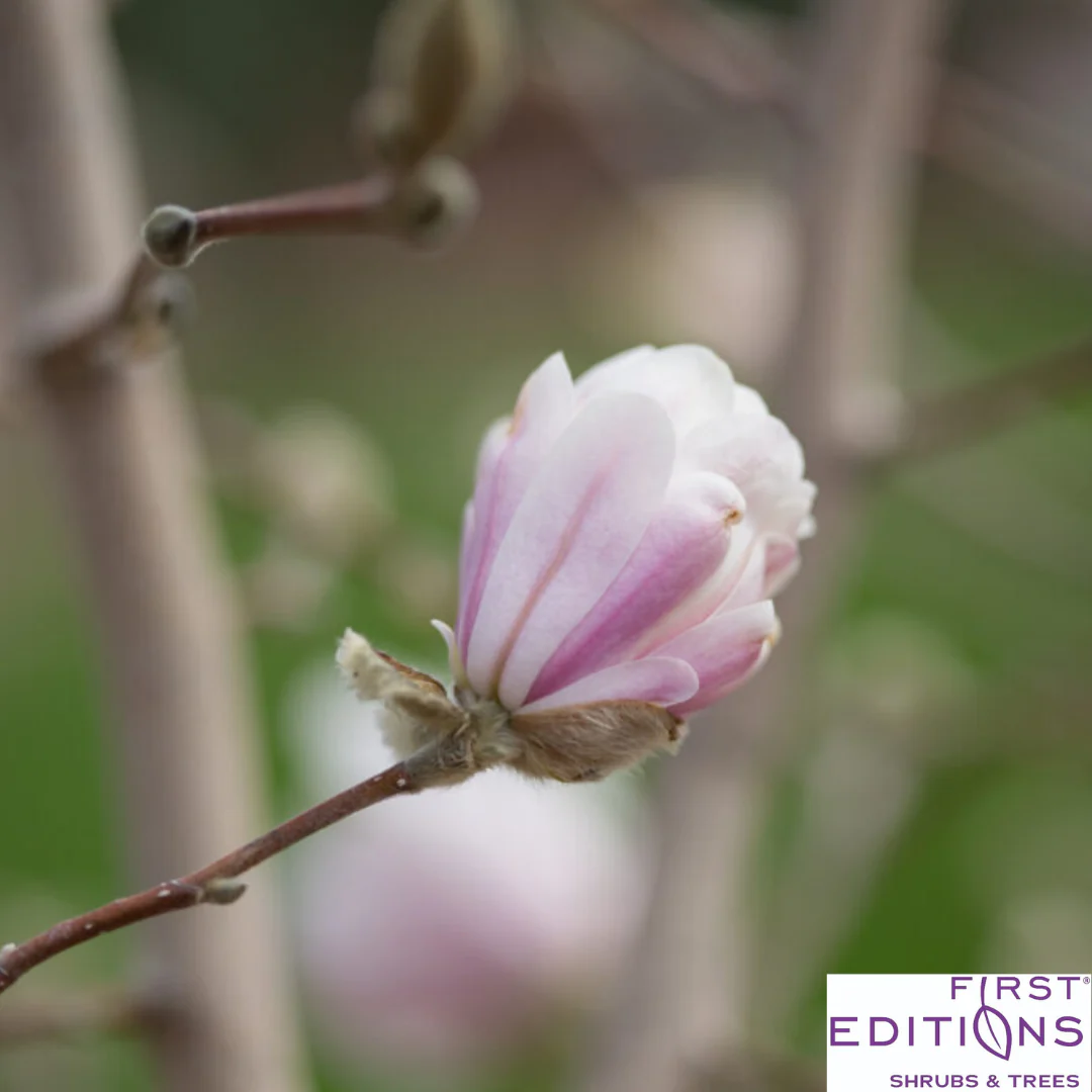 'Centennial Blush' Star Magnolia | Magnolia stellata - Image 6