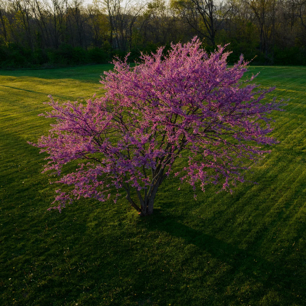 Northern Herald® Redbud Tree | Cercis canadensis - Image 2