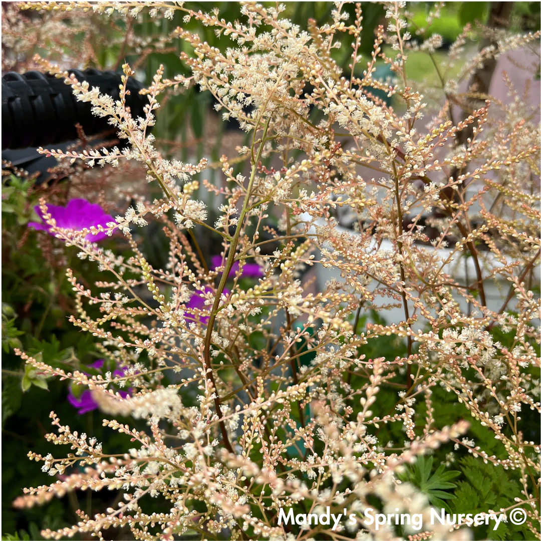 'Chantilly Lace' Goat's Beard | Aruncus 'Chantilly Lace' - Image 6