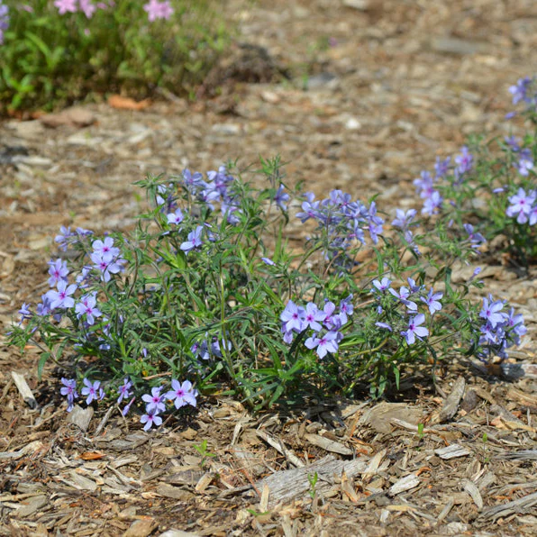 Chattahoochee Woodland Phlox | Phlox divaricata - Image 2
