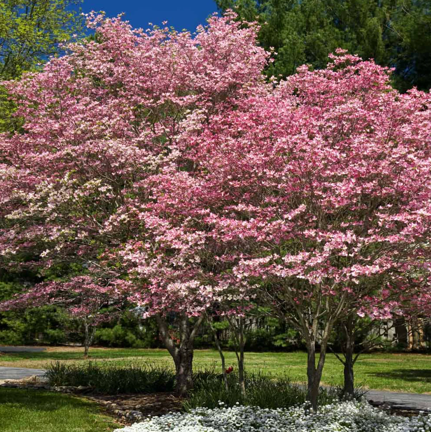 'Cherokee Brave' Dogwood | Cornus florida - Image 2