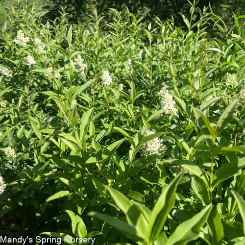 Cheyenne Privet | Ligustrum vulgare - Image 2