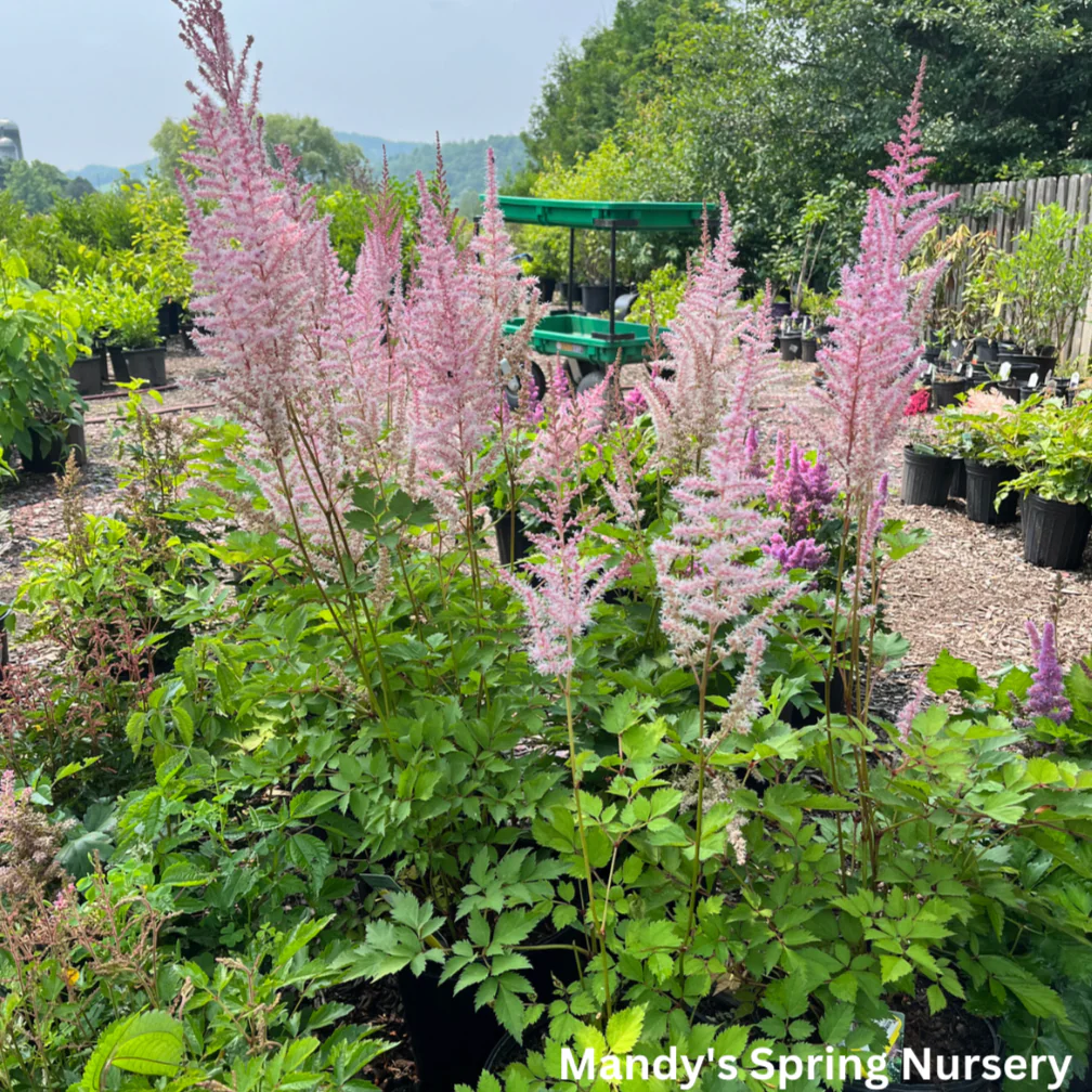 Mighty Pip Astilbe | Astilbe chinensis - Image 2