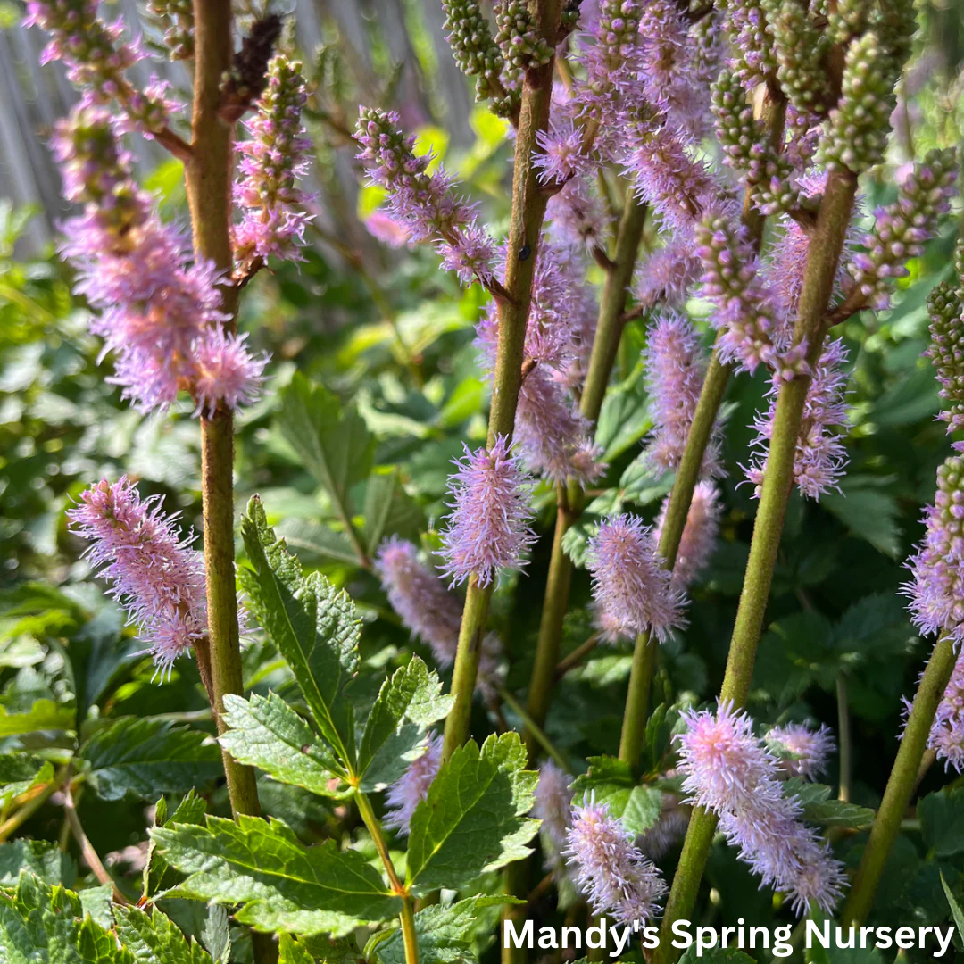 Pumila Astilbe | Astilbe chinensis - Image 2